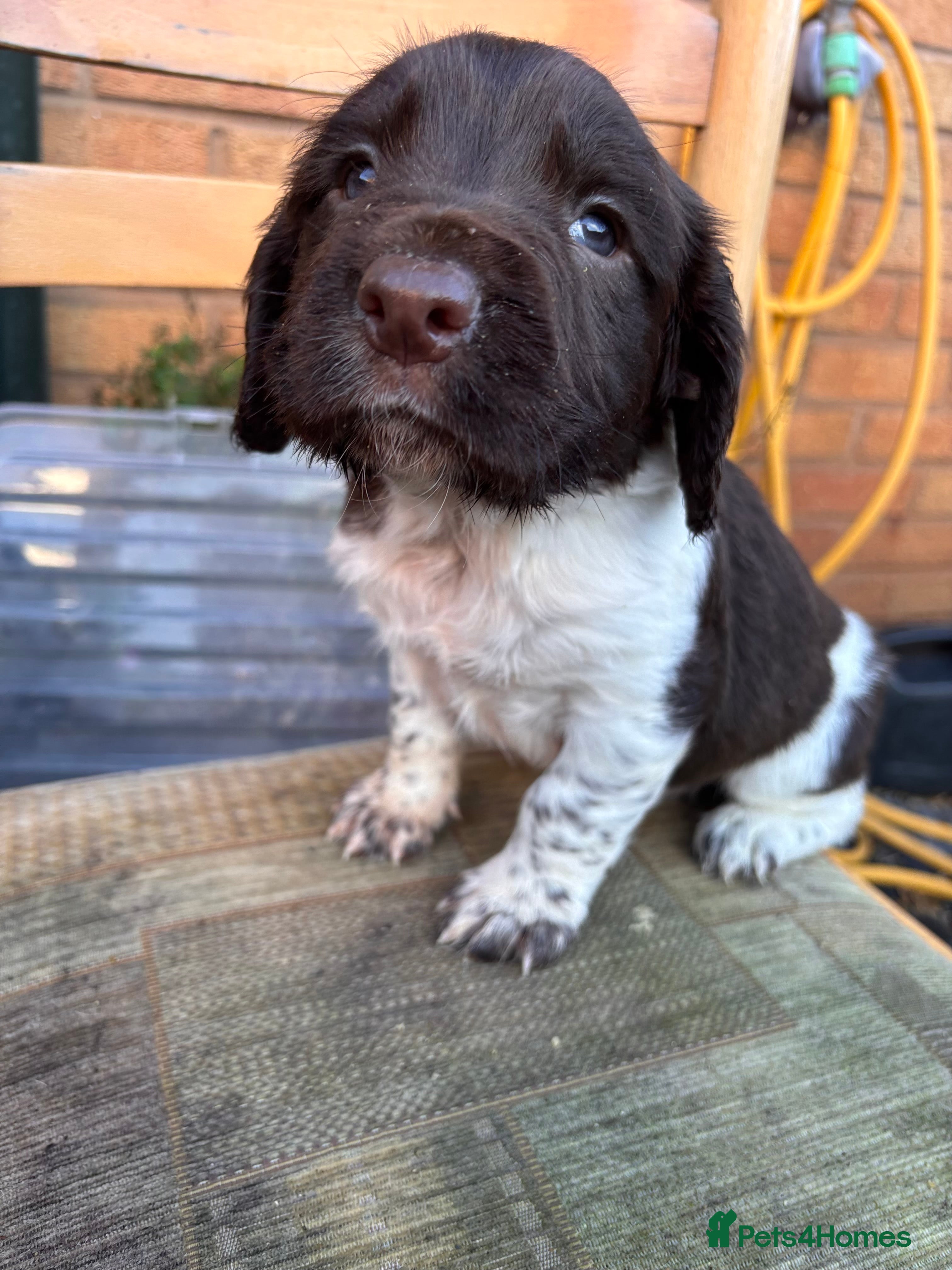 English Springer Spaniel dogs ES Spaniels 2 liver and white boys for sale  - Advert 10