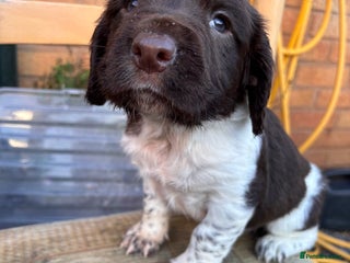 English Springer Spaniel dogs ES Spaniels 2 liver and white boys for sale - Advert 1