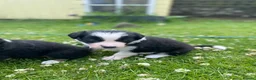 Border Collie dogs for sale: Border Collies Puppies in Lauder - Advert 12
