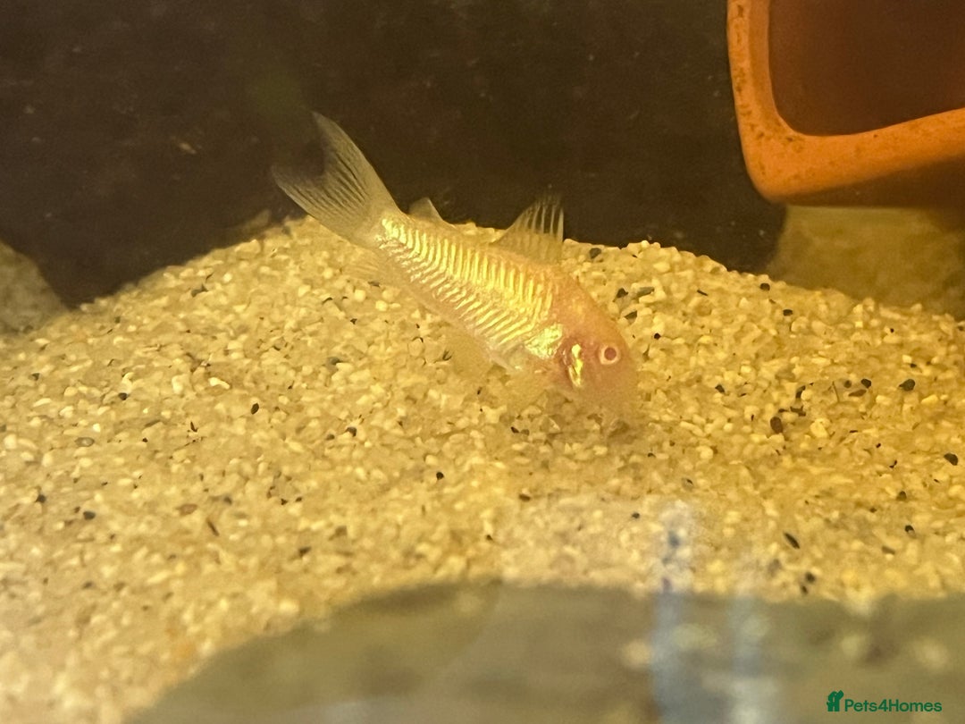 Corys fish for sale: Albino corys. Beautiful iridescent colour - Image 3