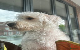 Cockapoo dogs for sale: Poodle mixed dog - Image 17