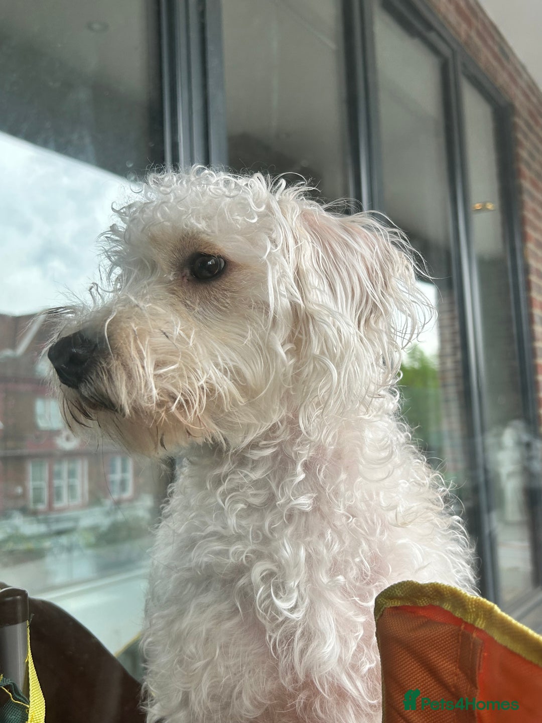 Cockapoo dogs for sale: Poodle mixed dog - Image 17