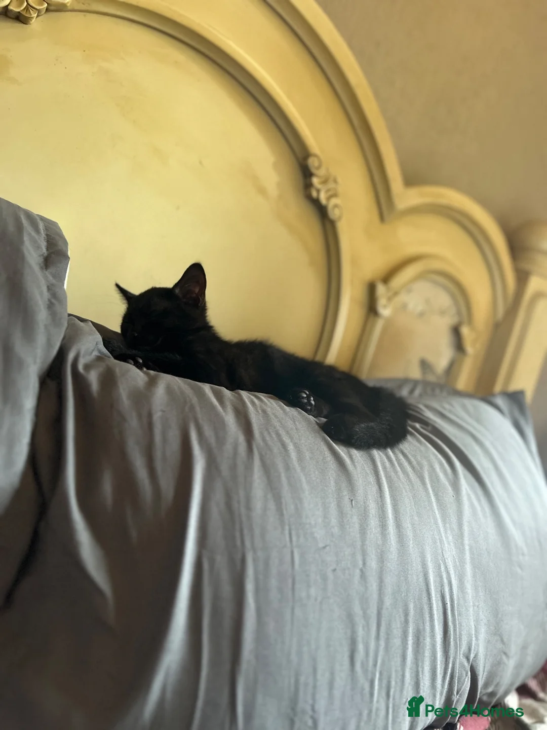 Mixed Breed cats for sale: 2 females and 1 male kitten - Advert 2