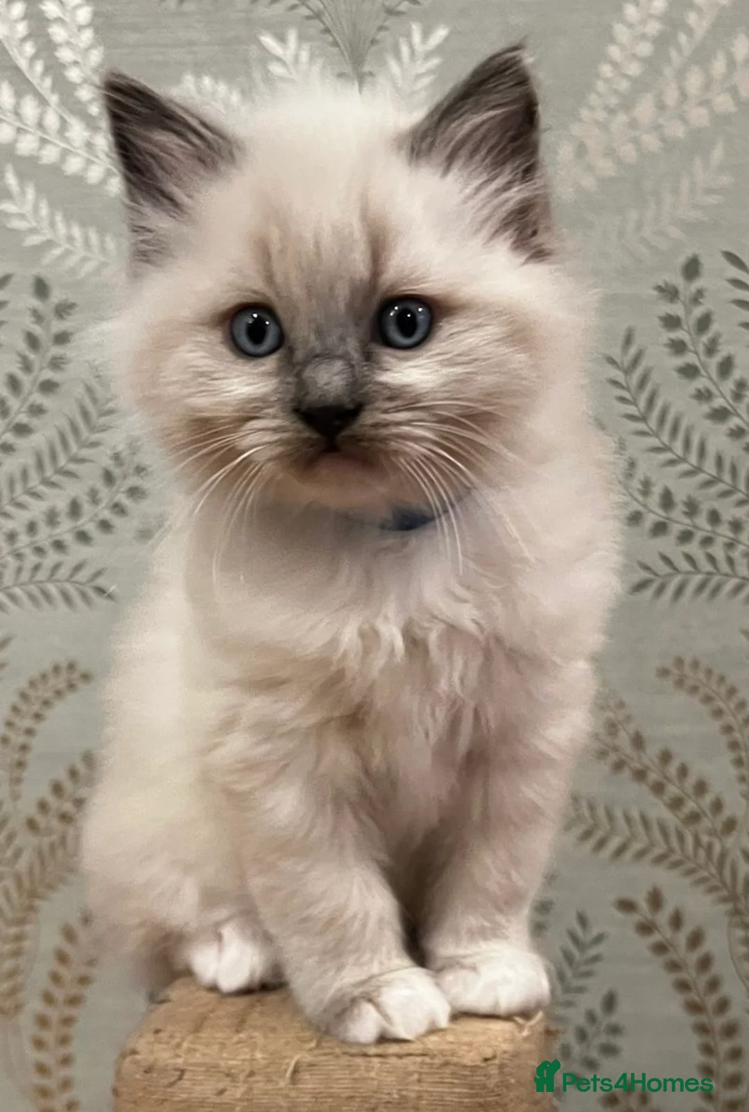 Ragdoll cats for sale: Ragdoll Kittens - Advert 37