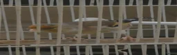 Finches birds for sale: 2026 bbc rung goldfinch mule - Advert 1