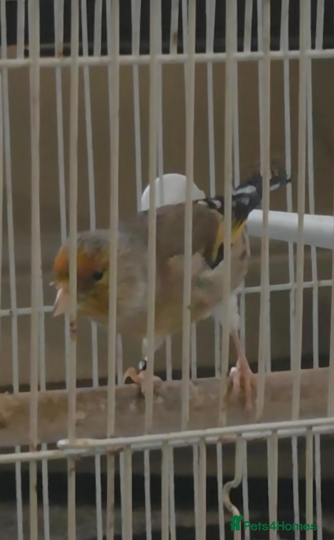 Finches birds for sale: 2026 bbc rung goldfinch mule - Advert 1