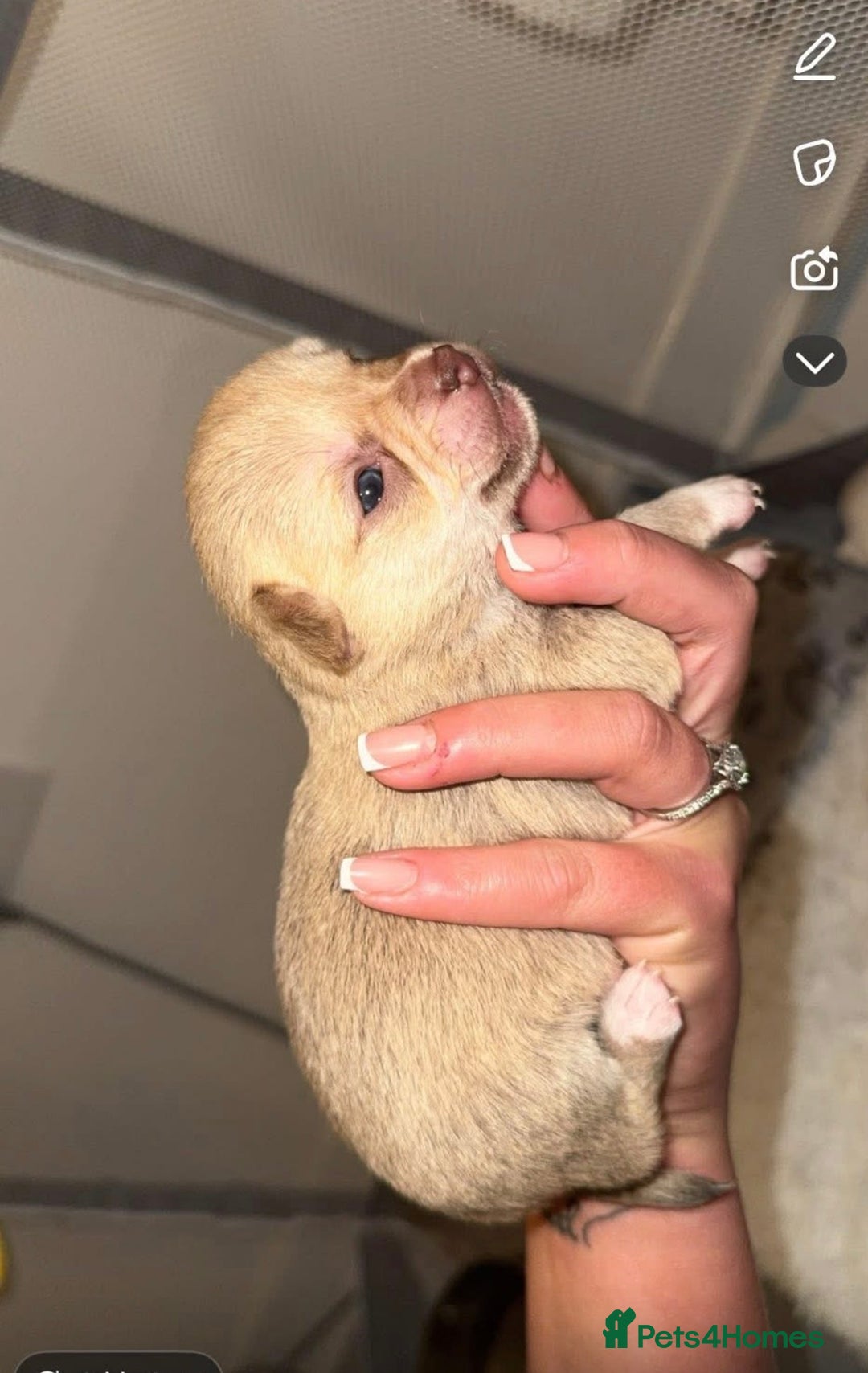 Chihuahua dogs for sale: Beautiful chihuahuas puppies for sale  - Advert 4