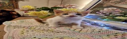 Mixed Breed cats for sale: Beautiful kittens for sale - Advert 12