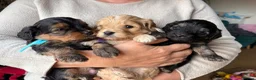 Cavapoo dogs for sale: Gorgeous Cavapoos-Ready for Loving Homes from May - Advert 21