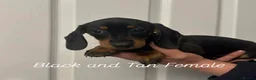 Miniature Dachshund dogs for sale: Miniature Dachshund  - Advert 5