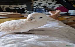 Cockatoo birds for sale: Cockatoo - Image 11