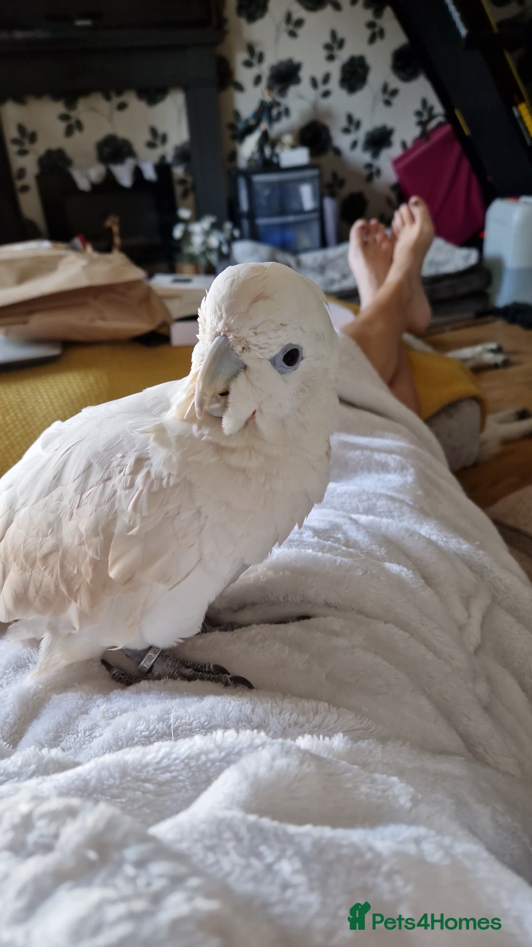 Cockatoo birds for sale: Cockatoo - Image 11