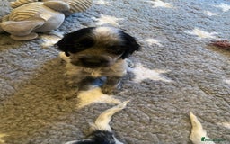 Cocker Spaniel dogs for sale: Cocker Spaniel Pups - Image 9