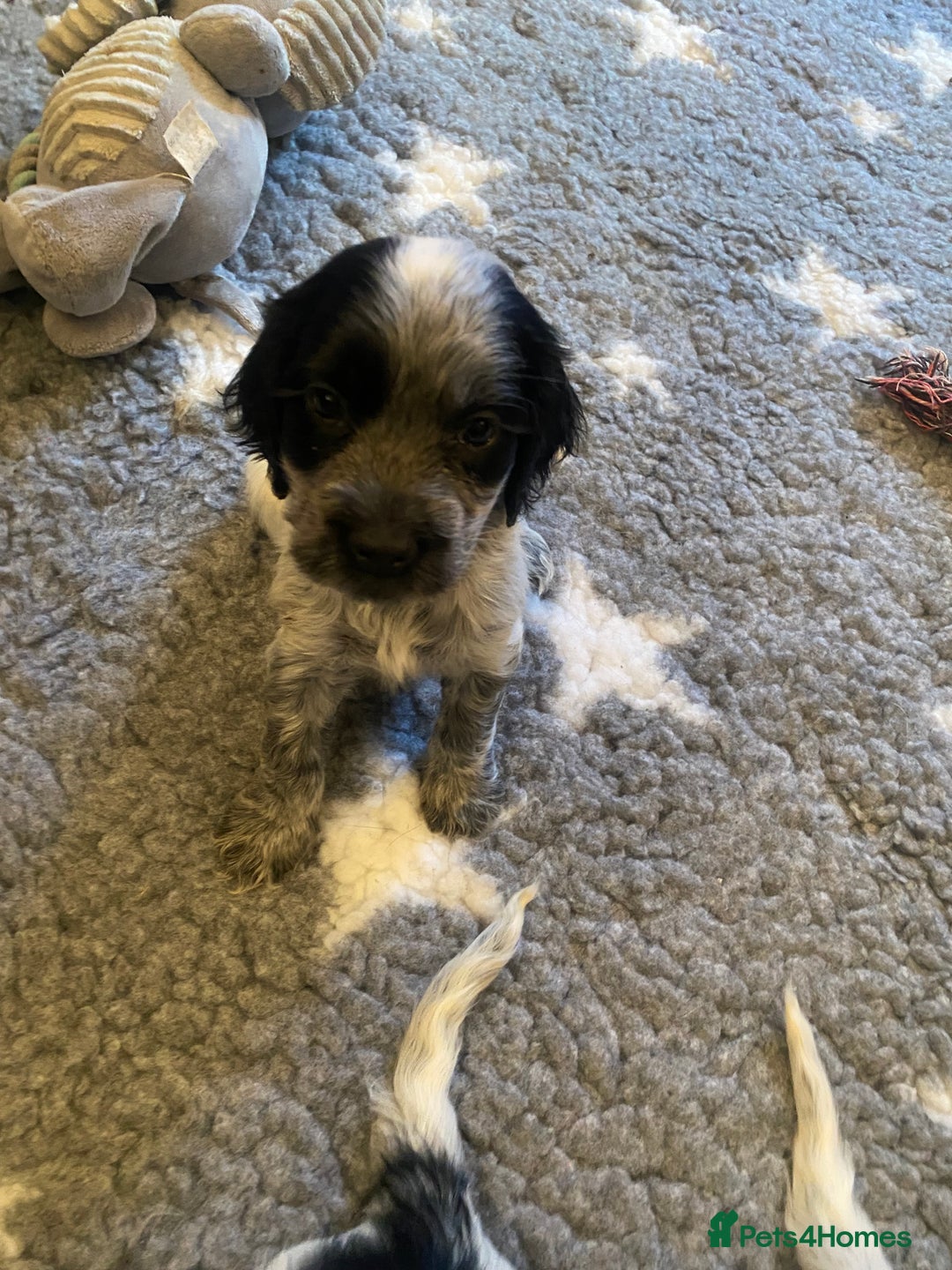 Cocker Spaniel dogs for sale: Cocker Spaniel Pups - Image 9