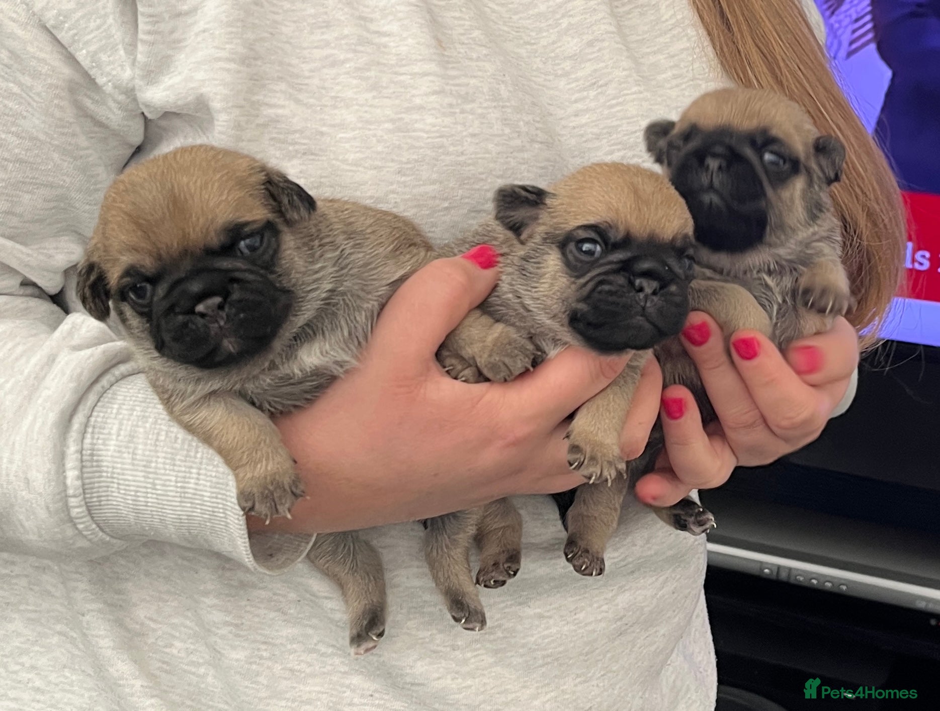 Pug dogs 3 beautiful pug puppy’s for sale - Advert 1