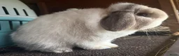 Mini Lop rabbits for sale: Black sabled magpie mini lop buck/boy - Advert 6