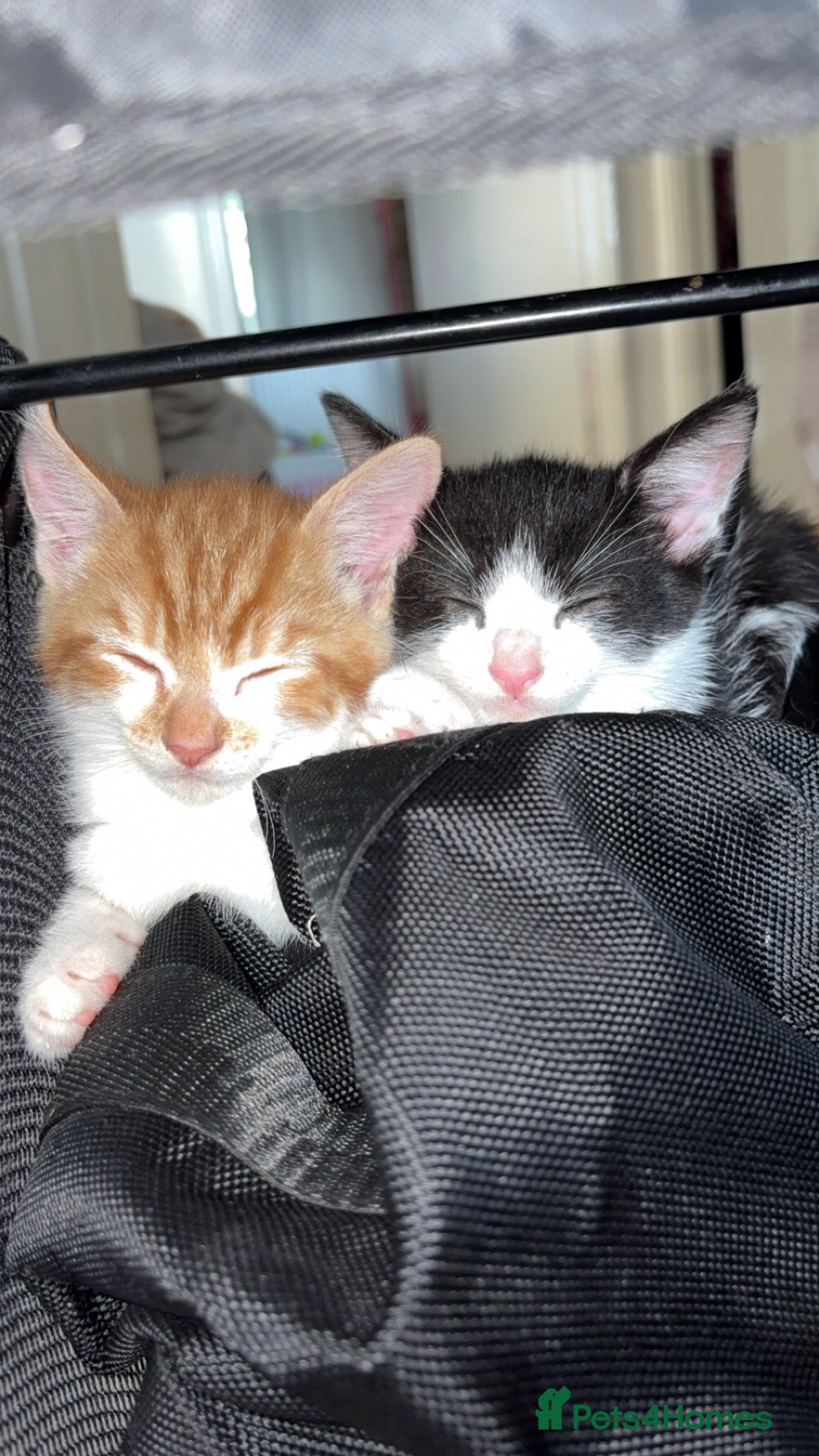 Mixed Breed cats Male ginger and white cat - Advert 1