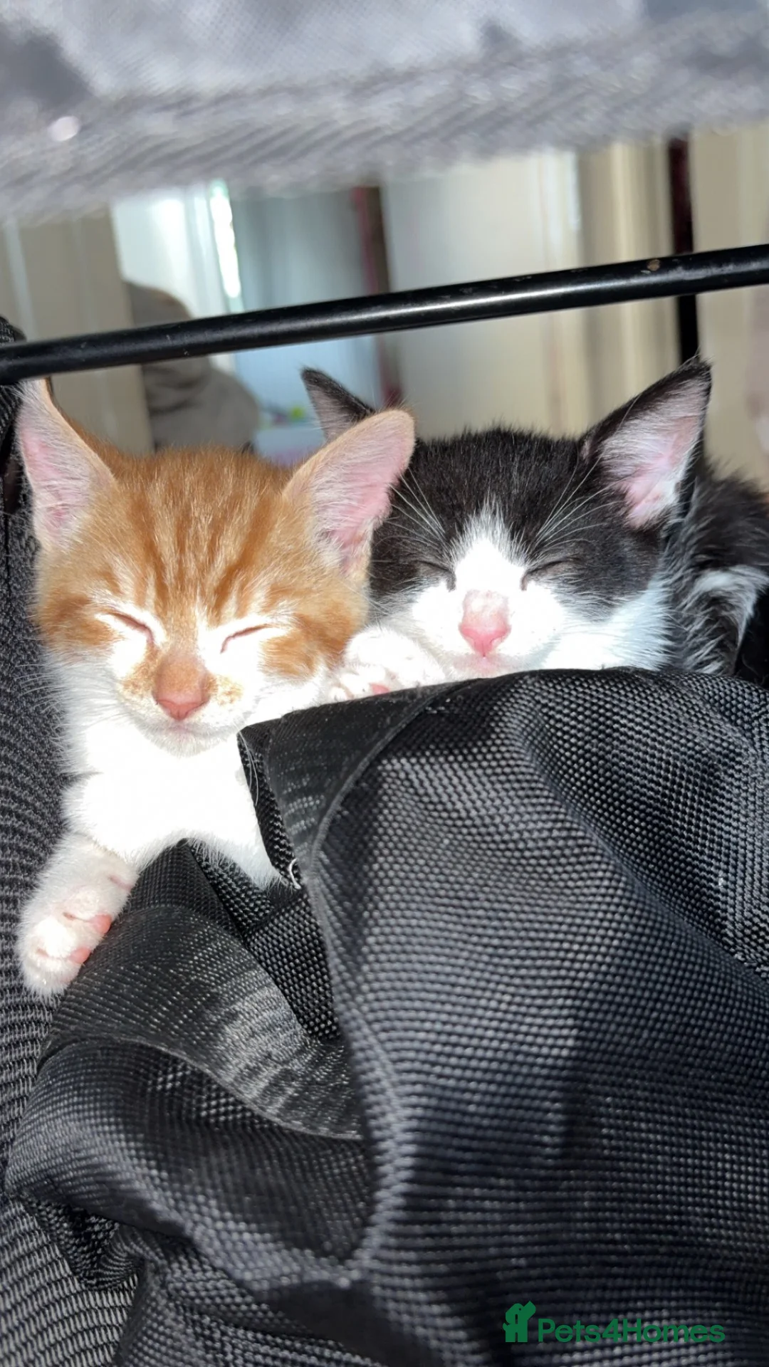 Mixed Breed cats for sale: Male ginger and white cat - Advert 1