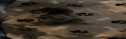 Frug dogs for sale: frug babys - Advert 7