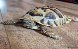Hermann Tortoise reptiles for sale: Beautiful Hermann tortoise for sale  - Image 1