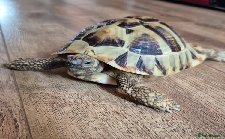 Hermann Tortoise reptiles - Advert 14