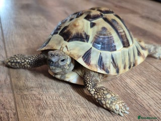 Hermann Tortoise reptiles - Advert 7