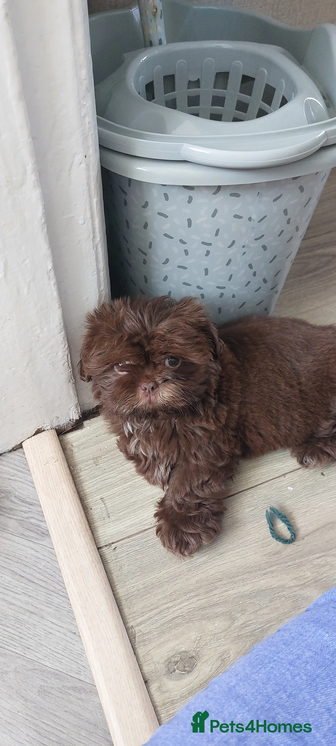 Shih Tzu dogs for stud: Imperial shitz for stud - Advert 8