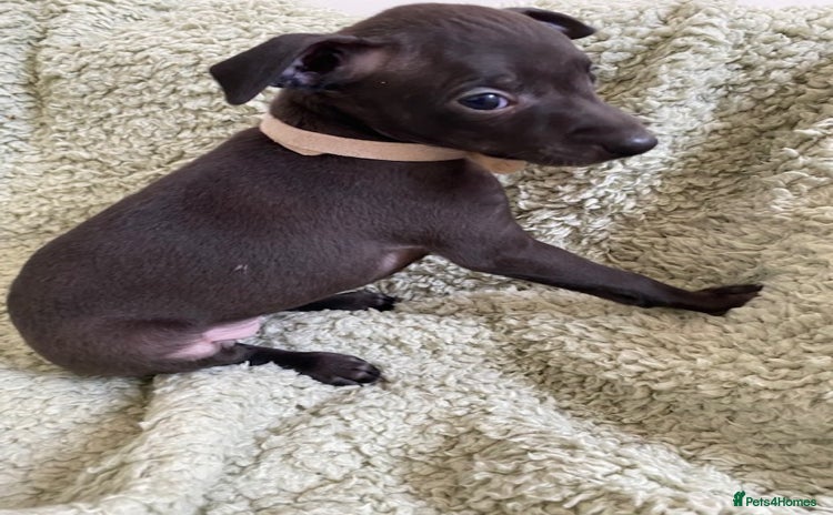 Italian Greyhound dogs - Advert 2