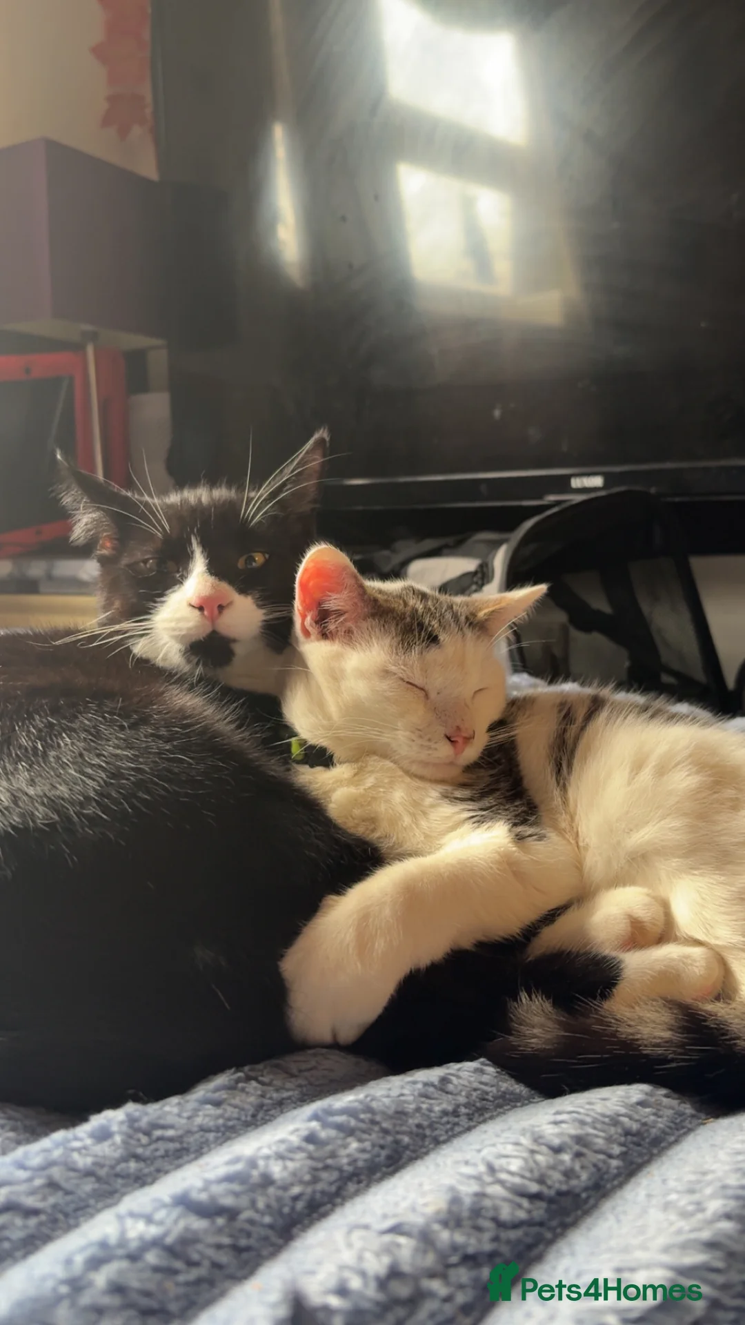 Mixed Breed cats for sale: Rescue cats and kittens 🧡 - Advert 16