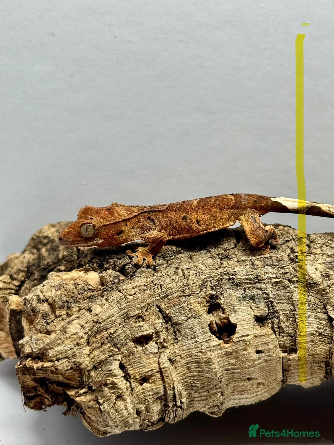 Gecko reptiles for sale: Baby Crested Geckos for Sale – Multiple Morphs  - Advert 9