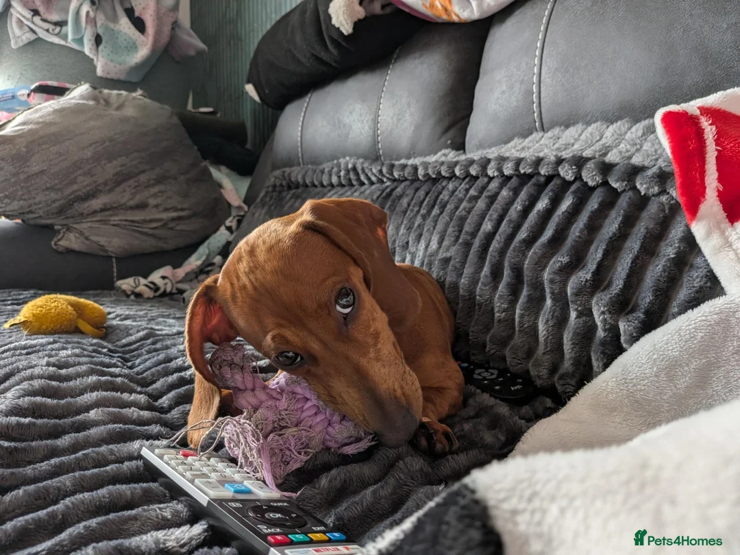 Miniature Dachshund dogs for sale: 9 months old  in Irvine - Advert 7