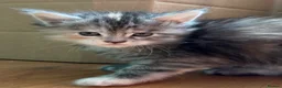 Maine Coon cats for sale: Beautiful Mainecoon kittens ready for loving homes in Rochdale - Advert 6