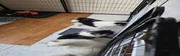 Siberian Husky dogs for sale: EBONY / ARYA SIBERIAN HUSKYS READY TO LEAVE  - Advert 3
