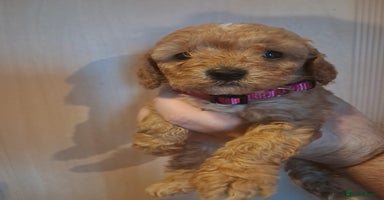 Cockapoo dogs - Advert 1