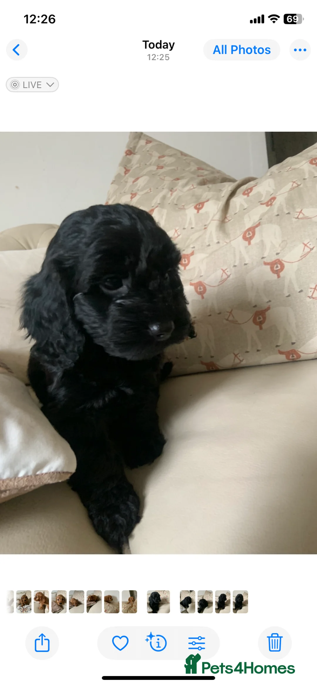 Cockapoo dogs for sale: F1 health tested Cockapoo puppies - Advert 5