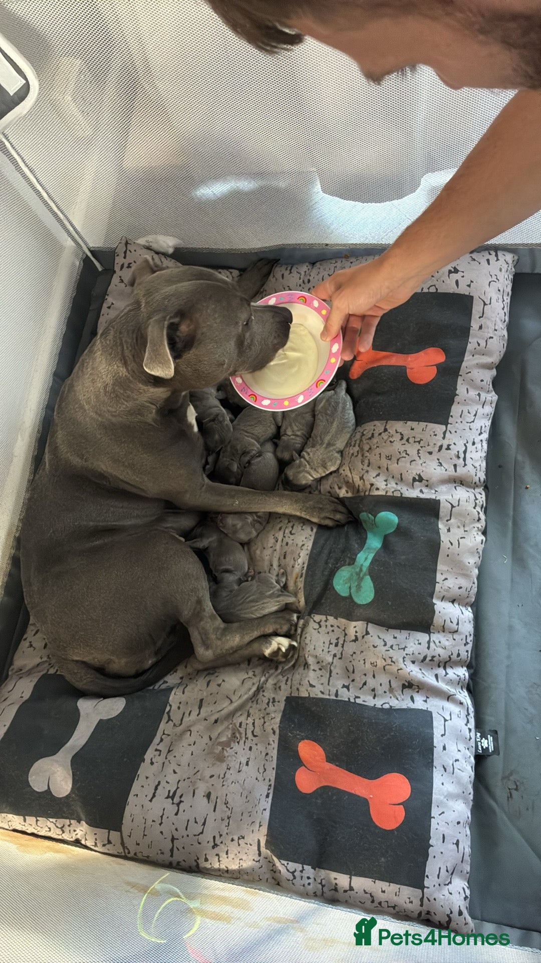 Staffordshire Bull Terrier dogs Stunning Blue Staffordshire Bull Terrier Puppies - Advert 1