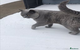 British Shorthair cats for stud: BIG BLUE BEAUTIFUL STUD GCCF AND TICA REGISTERED  in Derby - Image 8