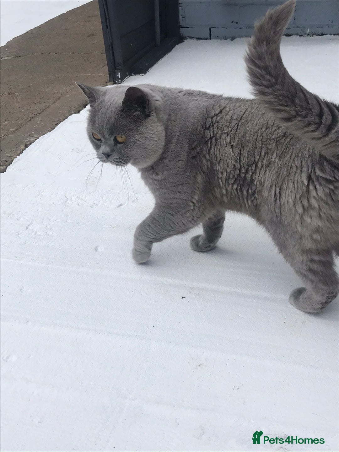 British Shorthair cats for stud: BIG BLUE BEAUTIFUL STUD GCCF AND TICA REGISTERED  in Derby - Image 8