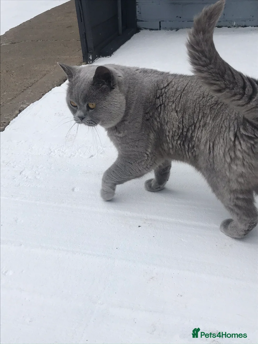 British Shorthair cats for stud: CHAMPION BLUE STUD EAST MIDLANDS  in Derby - Advert 12