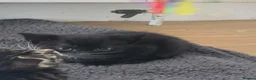 Mixed Breed cats for sale: Gorgeous tortoiseshell and tabby kittens - Advert 3