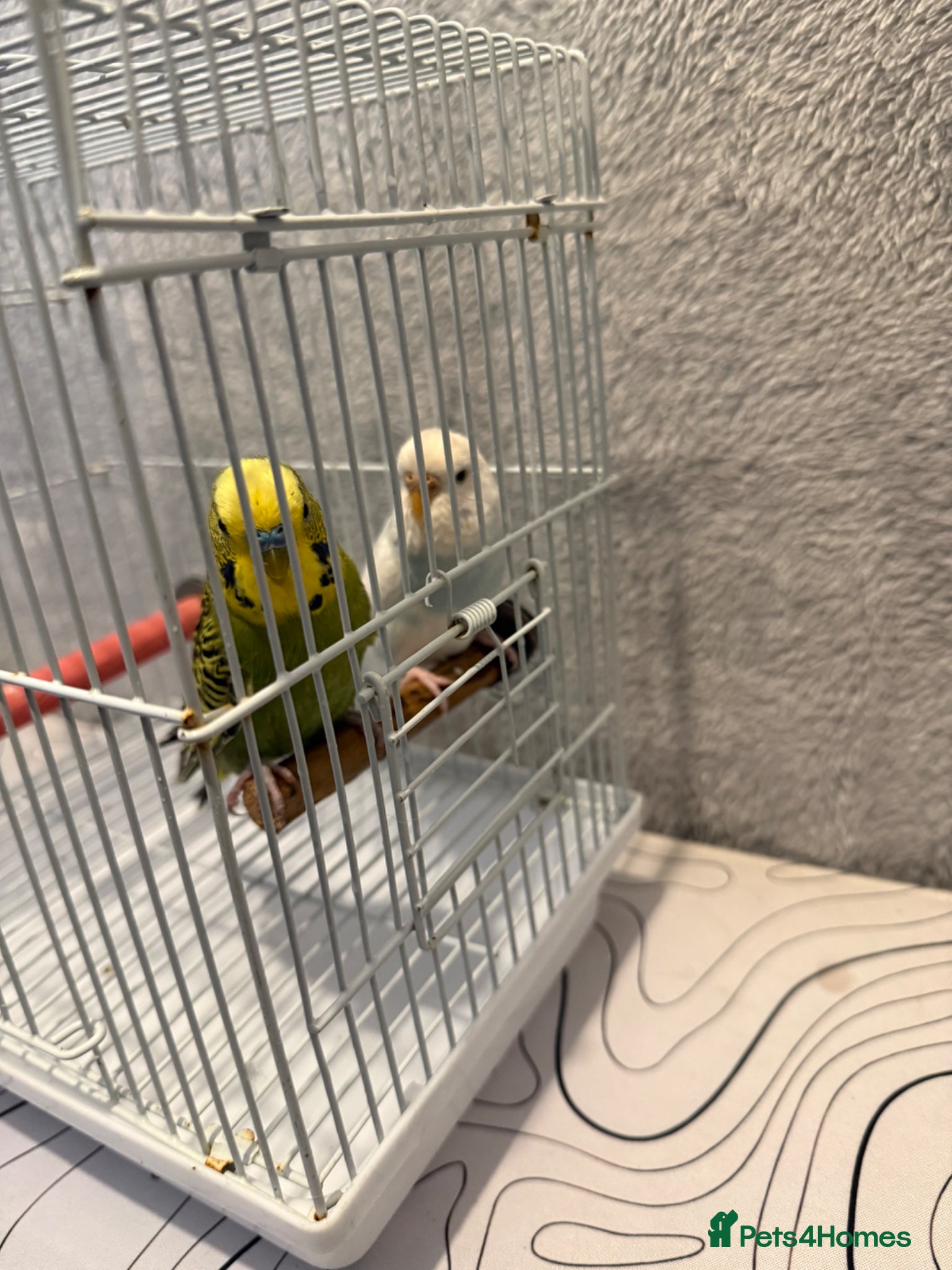 Budgerigars birds Breeding pair of budgies - Advert 22