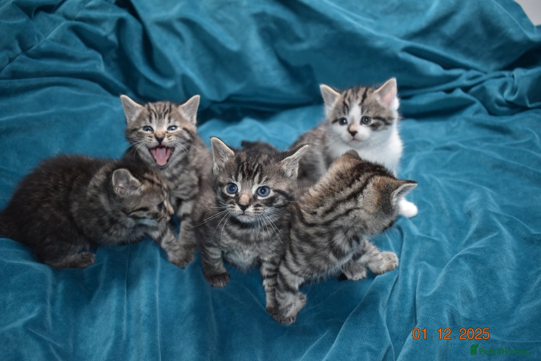 Mixed Breed cats for sale: 5 gorgeous kittens for reservation  - Advert 16
