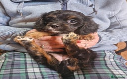 Cavalier King Charles Spaniel dogs for sale: KC Cavalier King Charles ÐNA tested parents  - Image 21