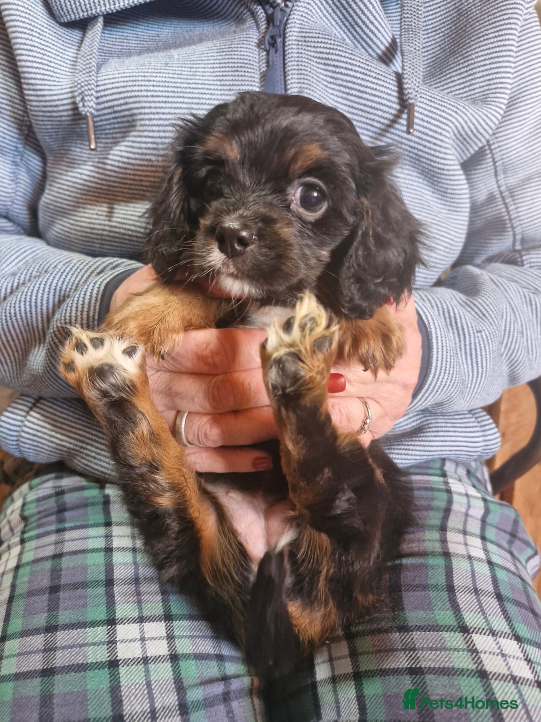 Cavalier King Charles Spaniel dogs for sale: KC Cavalier King Charles ÐNA tested parents  - Image 21