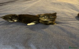 Domestic Shorthair cats for sale: Female tortoise shell and fluffy black with spots - Image 6