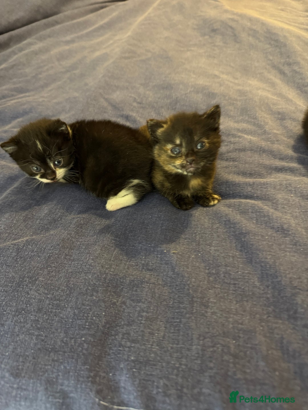 Domestic Shorthair cats for sale: Female tortoise shell and fluffy black with spots - Image 6