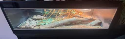 Lizard reptiles for sale: Moroccan Uromastyx lizard with full set up  - Advert 4