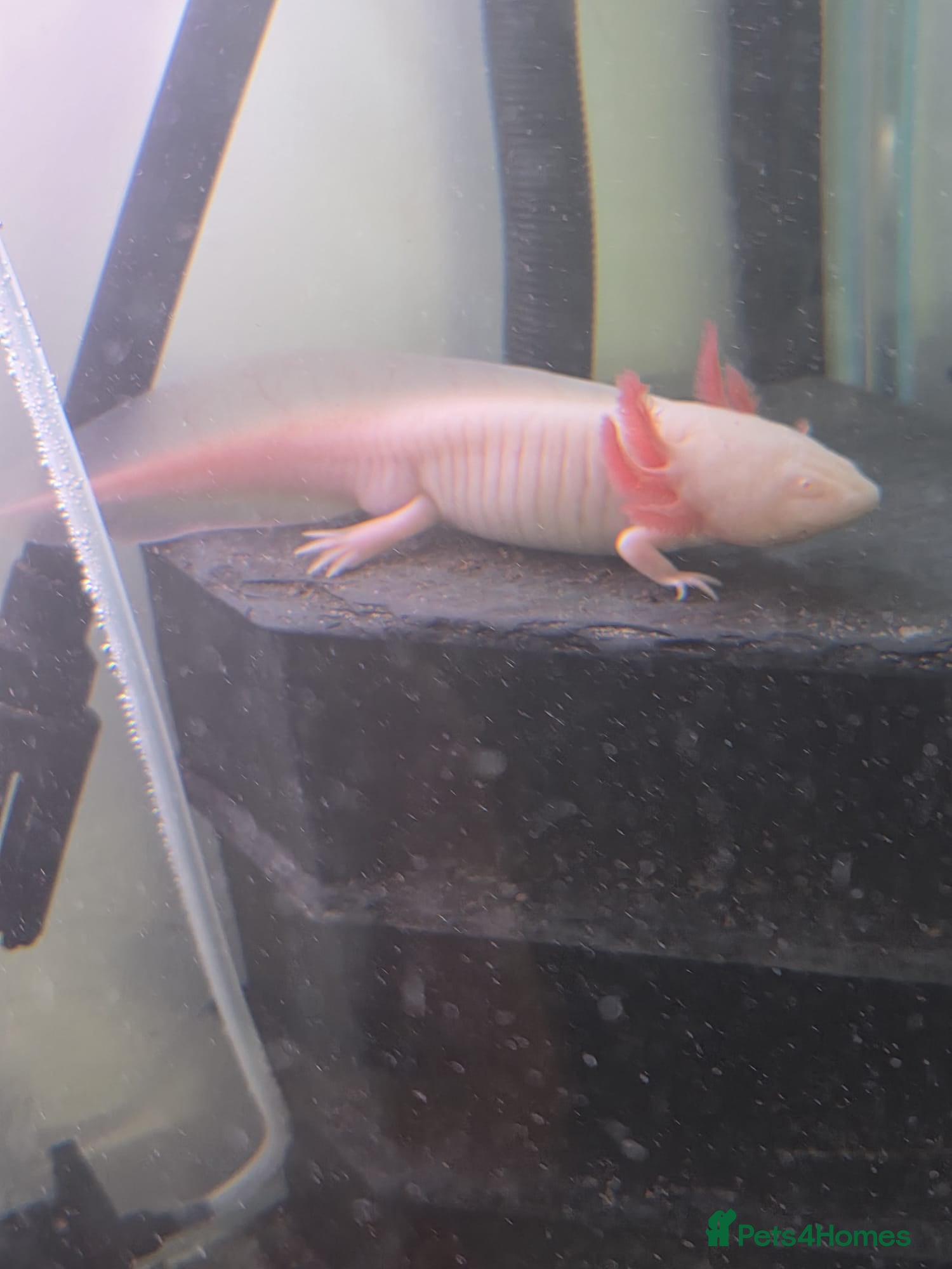 Gecko reptiles Albino Axolotl  - Advert 16