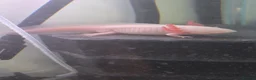 Gecko reptiles for sale: Albino Axolotl  - Advert 1