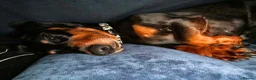 Dachshund dogs for sale: Dog to rehome - Advert 5